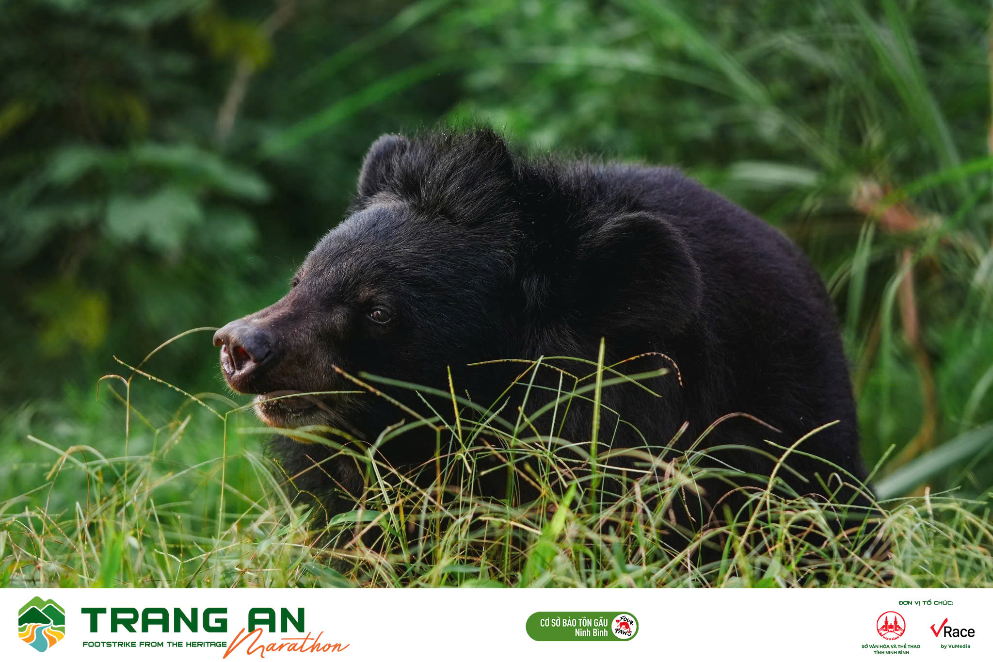 Bear Sanctuary Ninh Binh SẼ CÓ MẶT TẠI TRANG AN MARATHON 2024